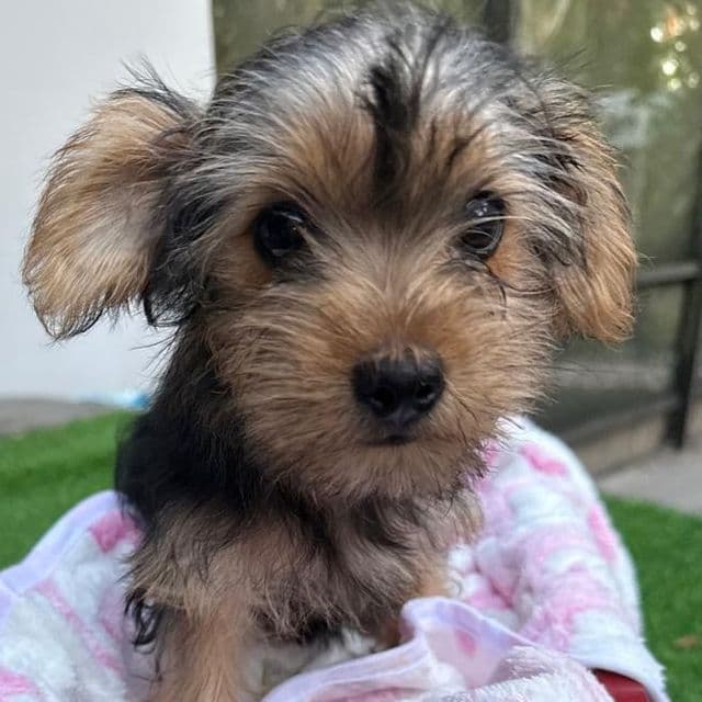 Rayna - Yorkshire Terrier Female