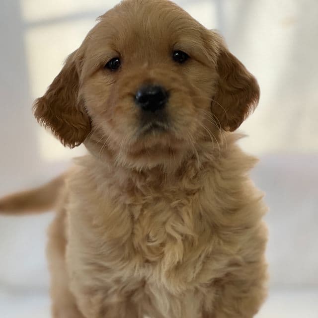 Susan - Golden Retriever Female
