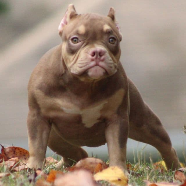 Coco - American Bully Female