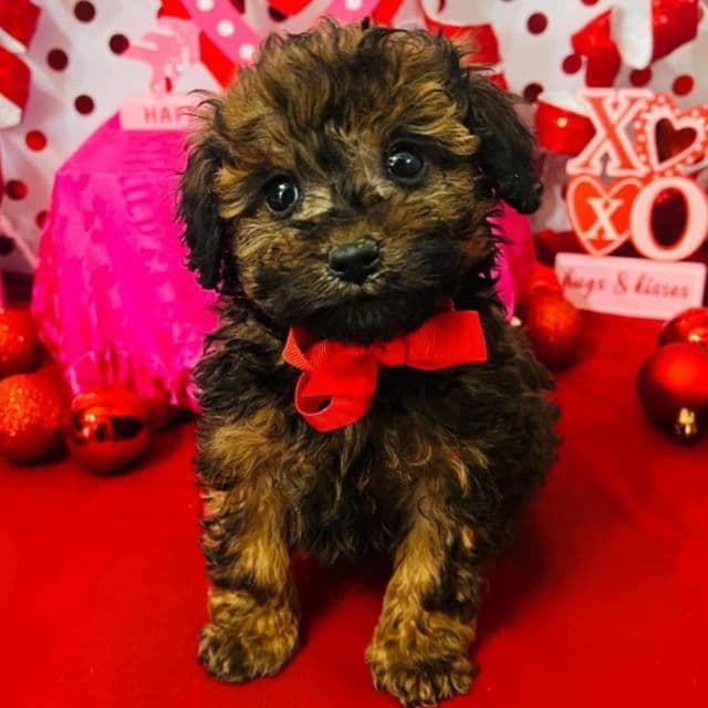 Tiny Stewart - Toy Poodle Male