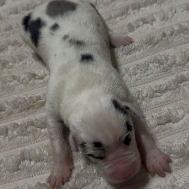 Apollo - Great Dane Male