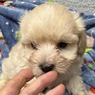 Robbie - Maltipoo Male