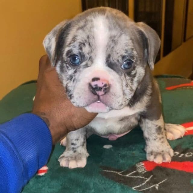 Rain - American Bully Male