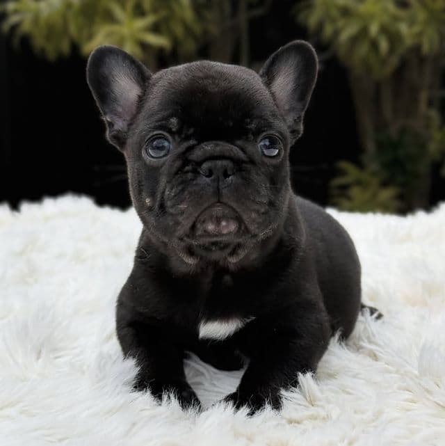 ARTHUR - French Bulldog Male