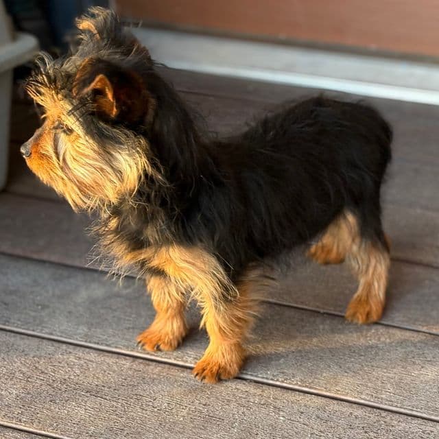 Katrina - Silky Terrier Female