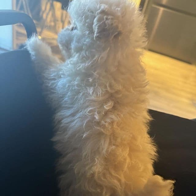 Cupcake - Maltipoo Female