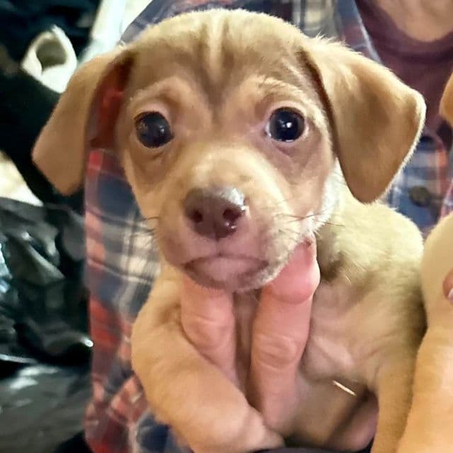 Cutie pie - Chiweenie Female