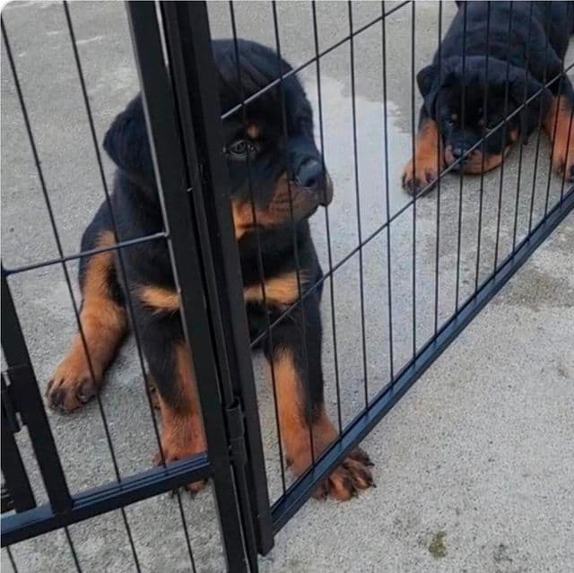 Sheba - Rottweiler Female