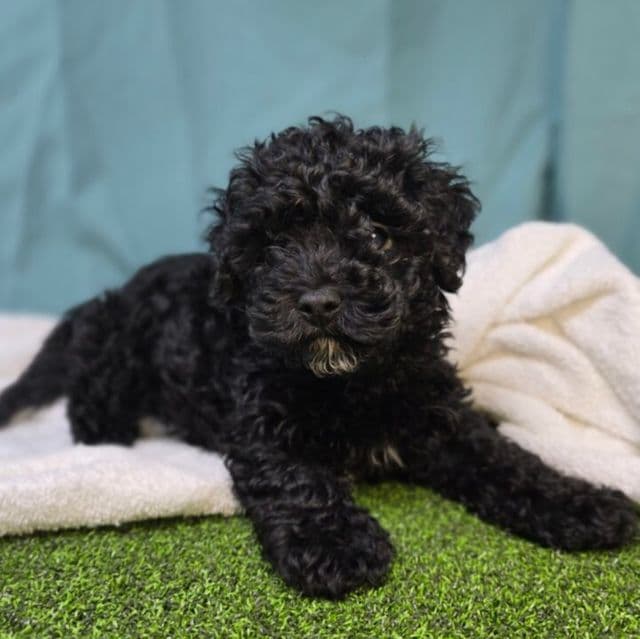 Thatch - Cavapoo Male