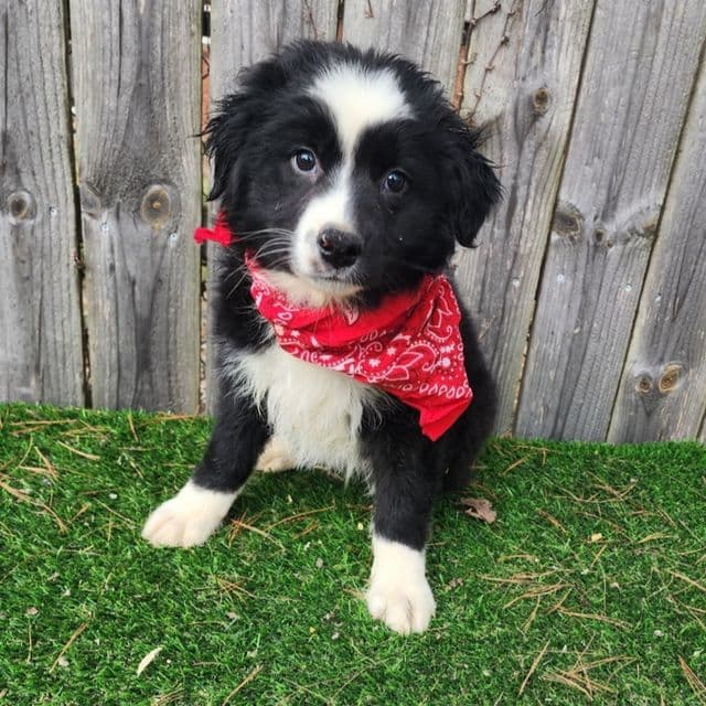Max - Australian Shepherd Male