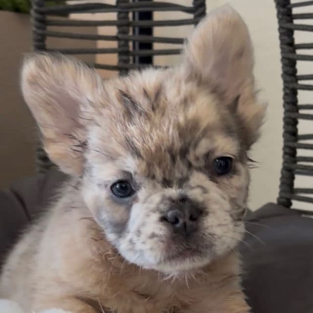 Mugsy - French Bulldog Male
