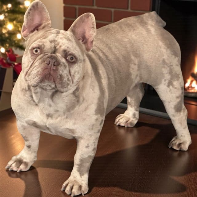 Puppy 3 - French Bulldog Female