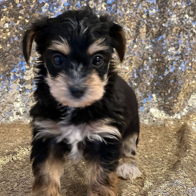 Tilly - Yorkipoo Female