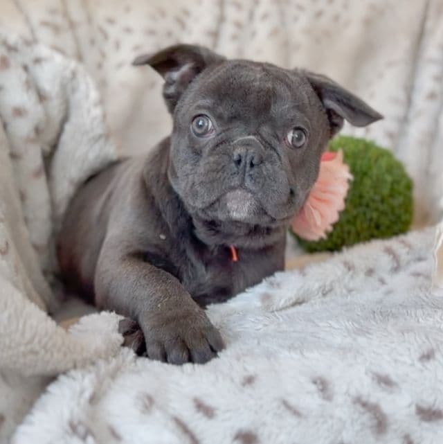 Vixen - French Bulldog Female