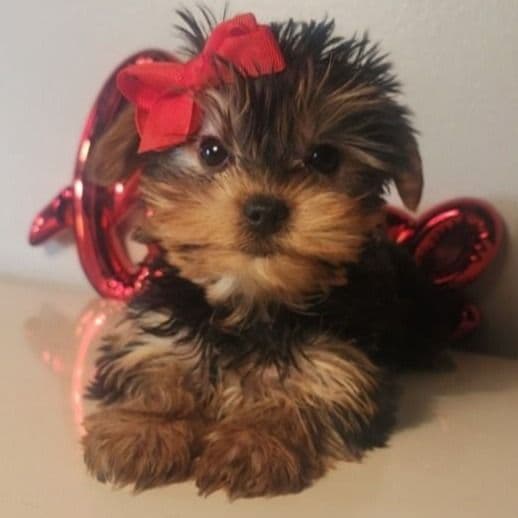 Kiki - Yorkshire Terrier Female