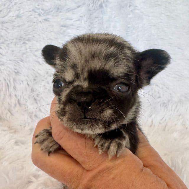 Tweed - French Bulldog Female