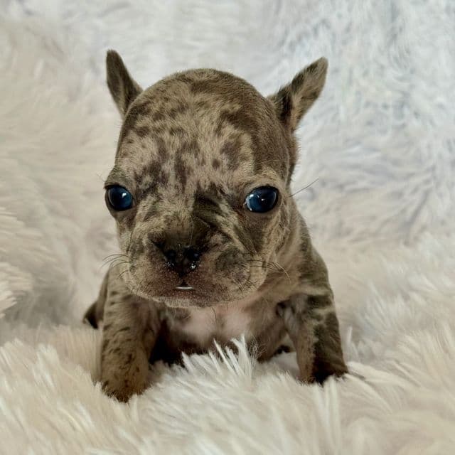 Blue merle - French Bulldog Male