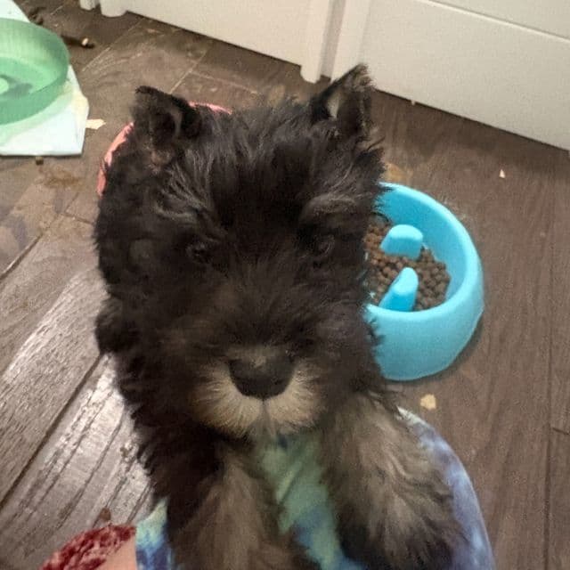 Alexa - Miniature Schnauzer Female
