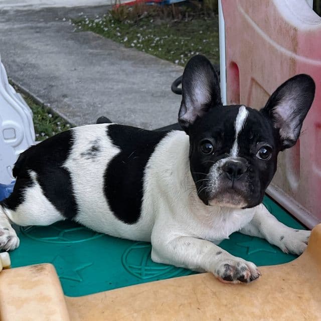 Seven - French Bulldog Male
