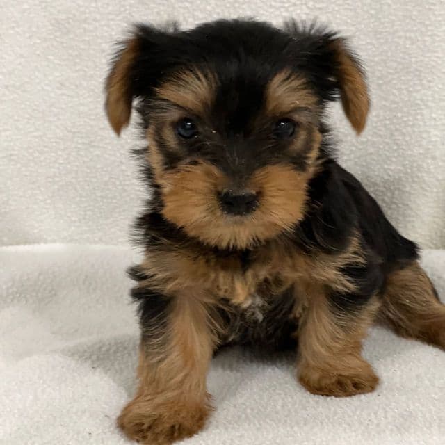 Chanel - Yorkshire Terrier Female
