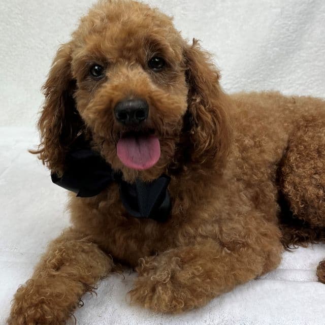 Beau - Goldendoodle Male