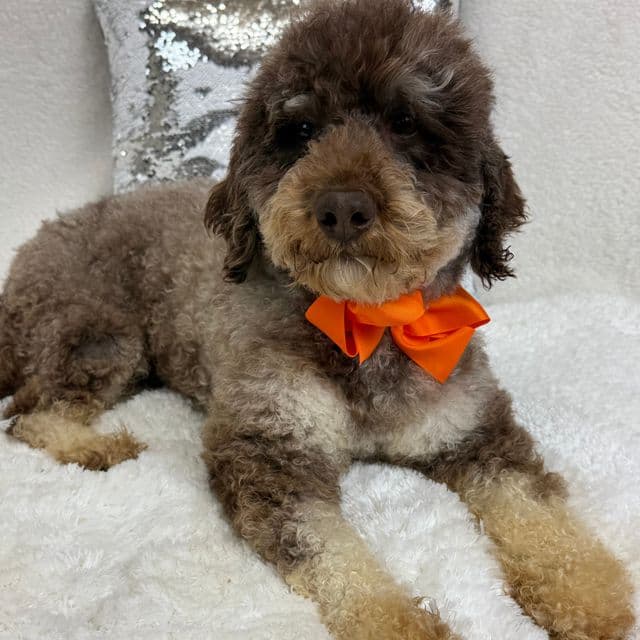 Frankie - Toy Poodle Male