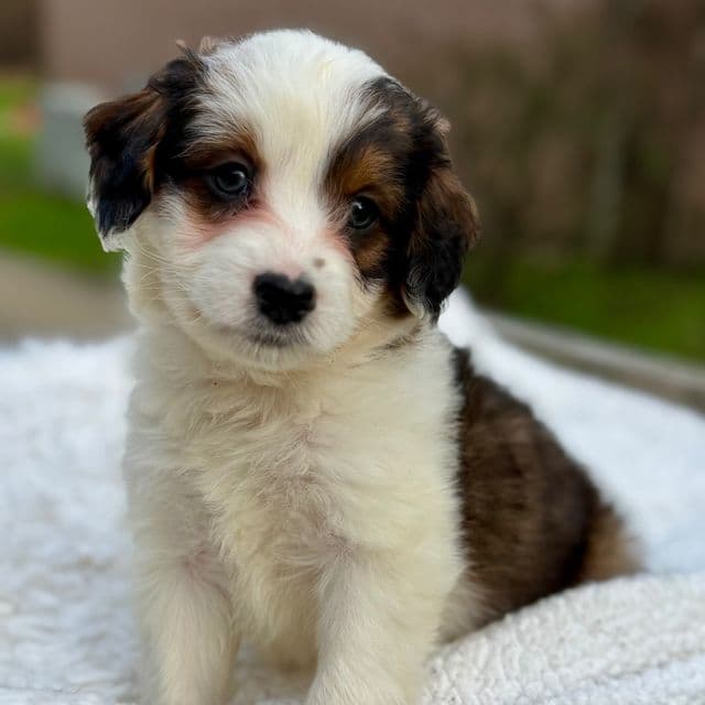 Bran - Quadcolor Mini - Aussiedoodle Male