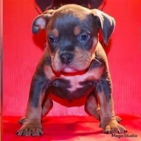 Male 1 - American Bully Male