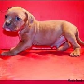 Male 6 - American Bully Male
