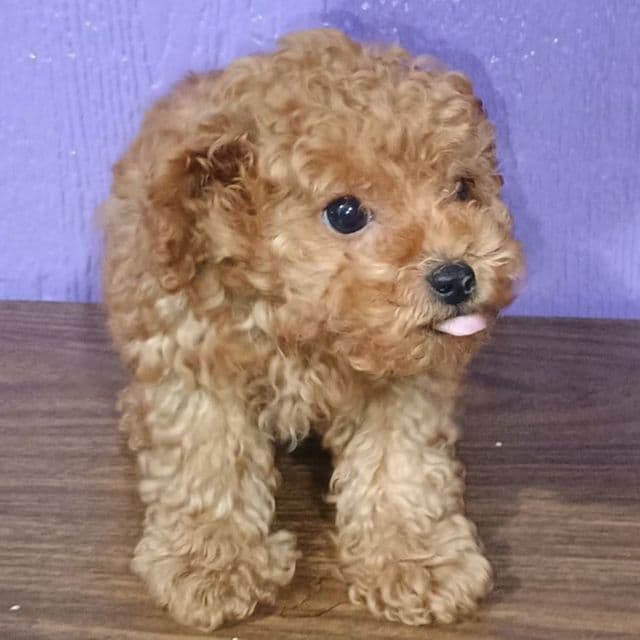 Geronimo - Toy Poodle Male
