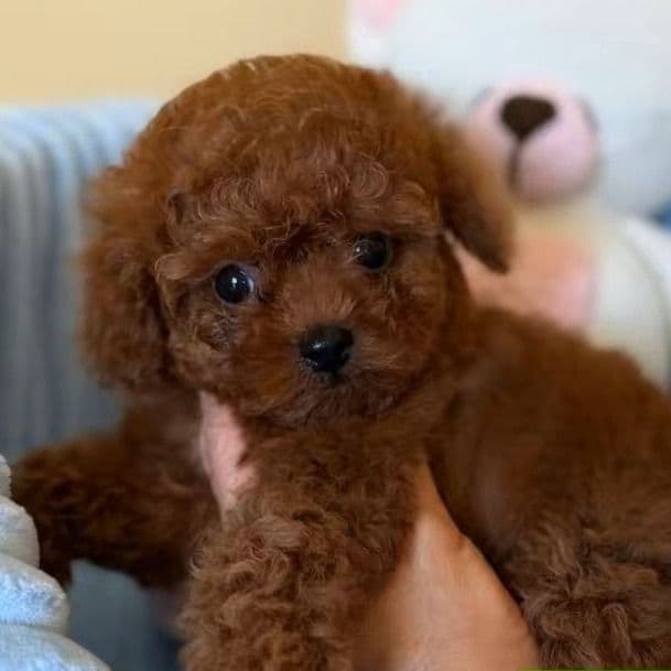 Teacup Dark Red - Toy Poodle Female