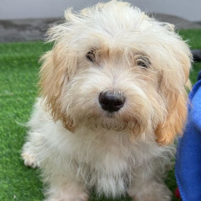 Bobbie~~~~ Price Reduced ~~~~~ - Maltipoo Male