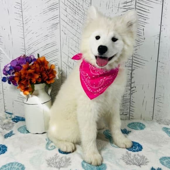 Gloria *ADOPTED* - Samoyed Female