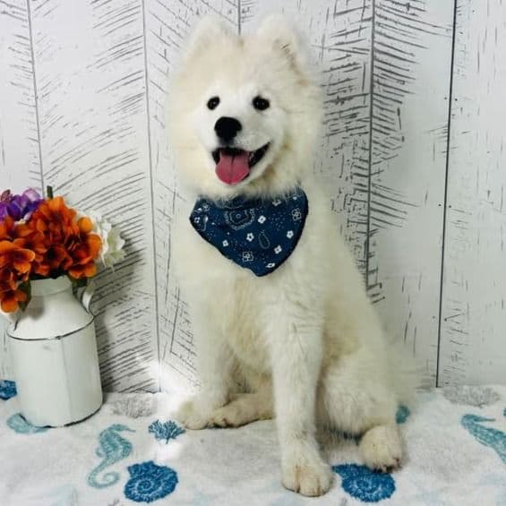 Oso - Samoyed Male
