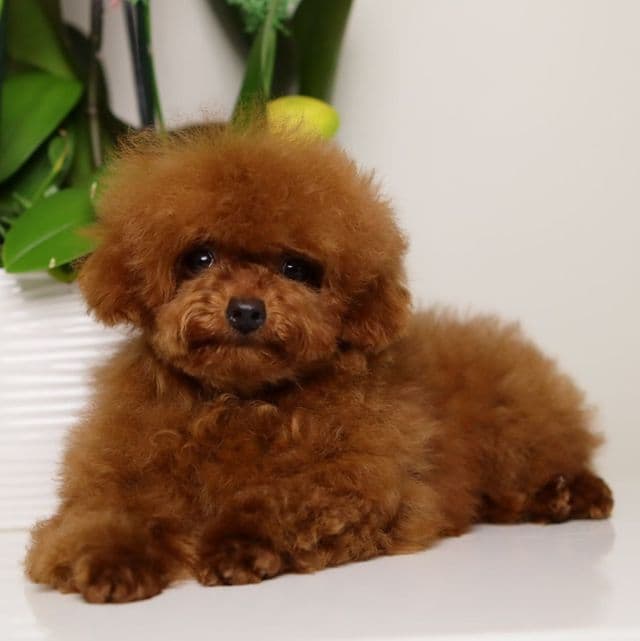 TARIX Tiny Red Toy Poodle - Toy Poodle Male