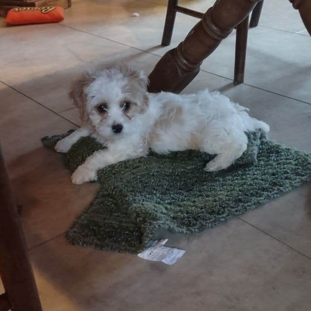 Dexter - Cavapoo Male