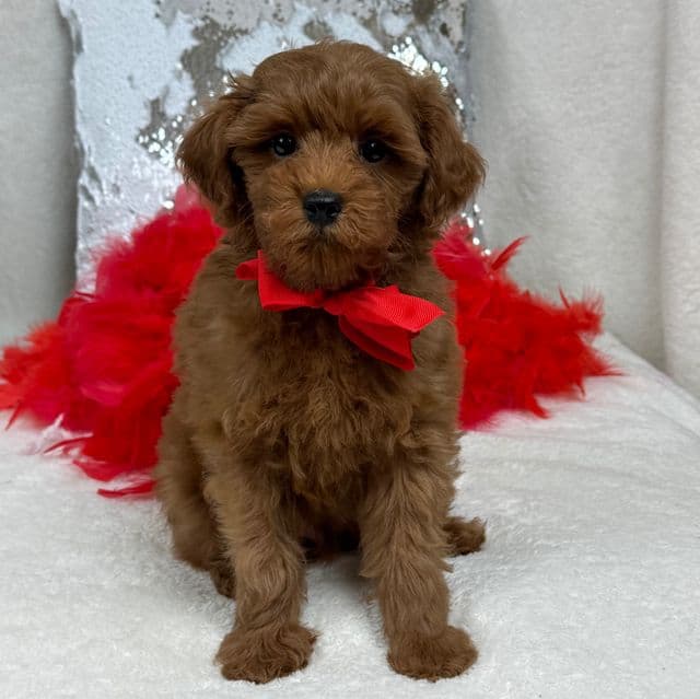 Brinley Red Boy - Goldendoodle Male