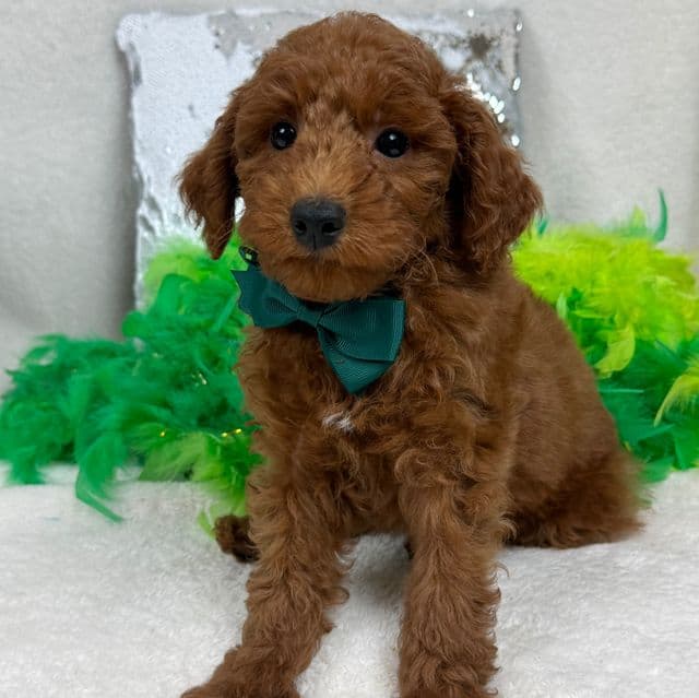 Brinley Green Boy - Goldendoodle Male