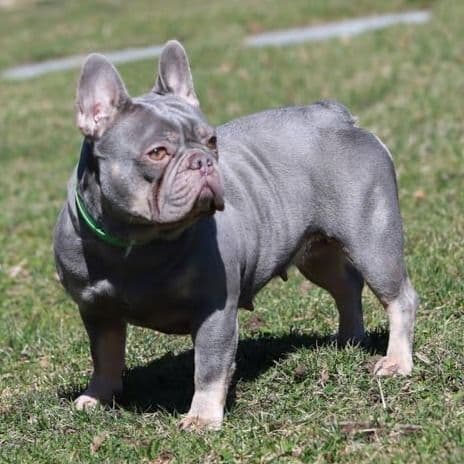 Ferrari - French Bulldog Female