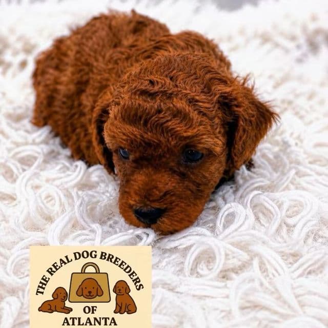 Destiny - Toy Poodle Female
