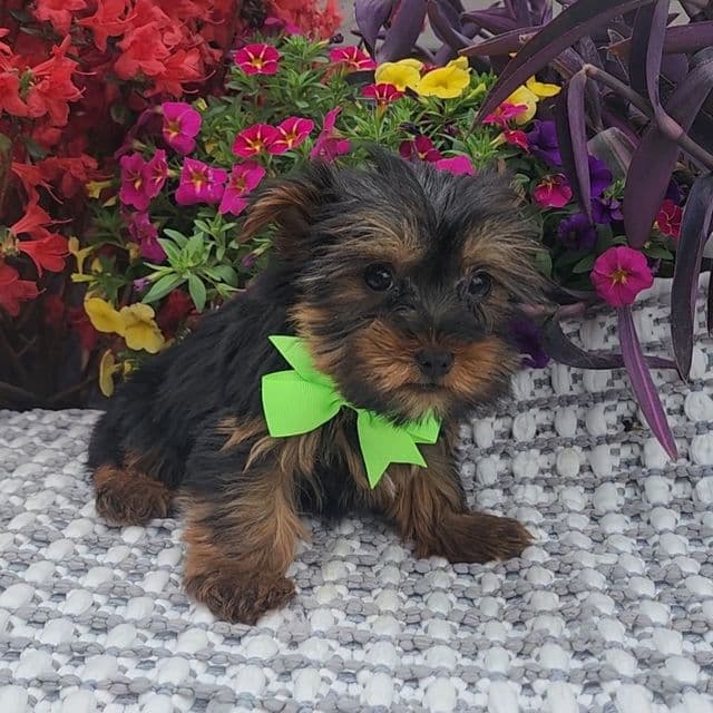 Baxter - Yorkshire Terrier Male