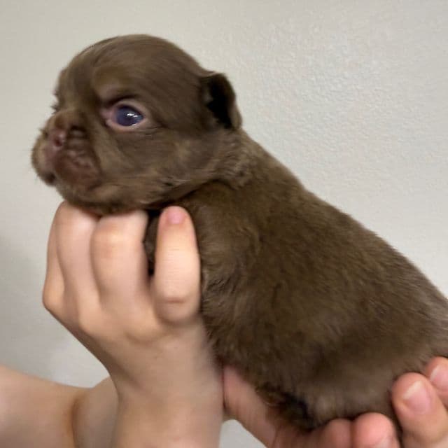 Dannie - French Bulldog Male