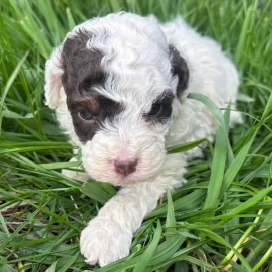 Taco - Bernedoodle Male