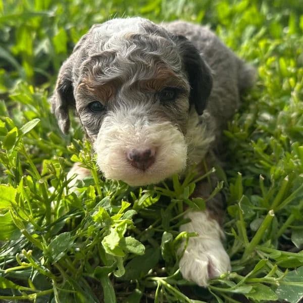 Jellybean - Bernedoodle Female