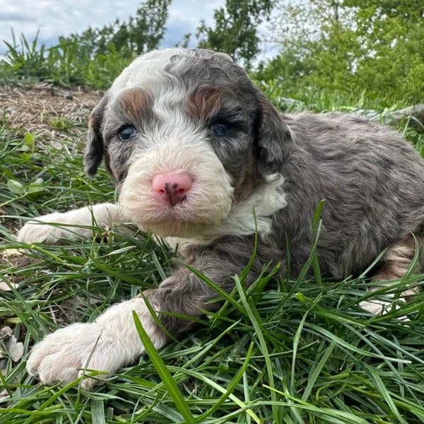 Pickles - Bernedoodle Male