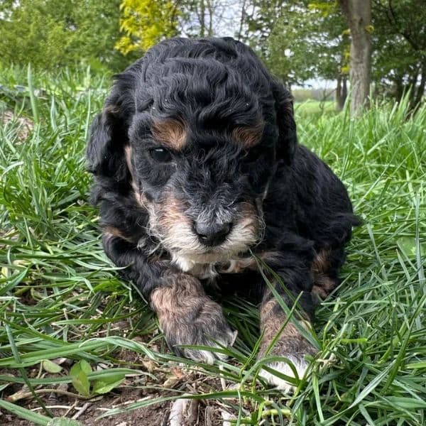 Bacon - Bernedoodle Male