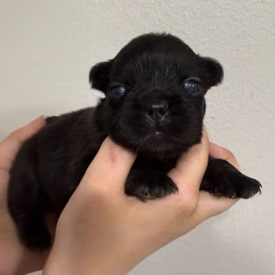 Dude(doody ) - French Bulldog Male