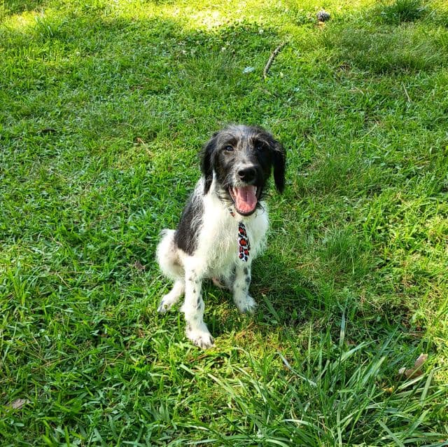 Trucker - Labradoodle Male