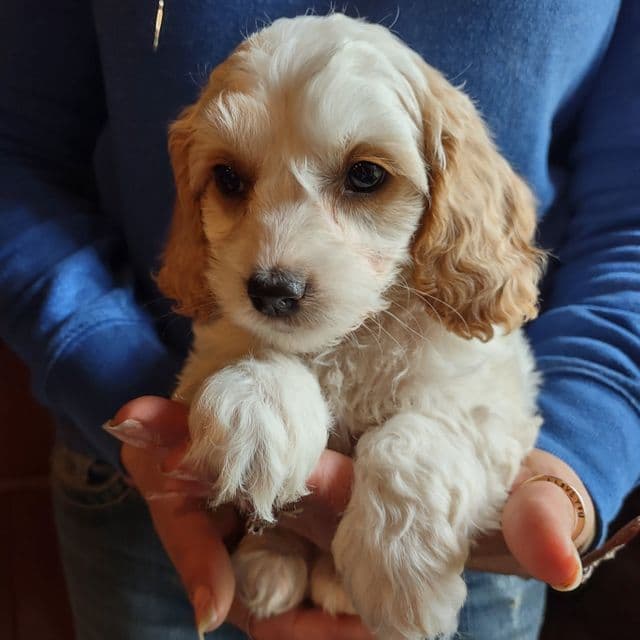 rosie - Cockapoo Female