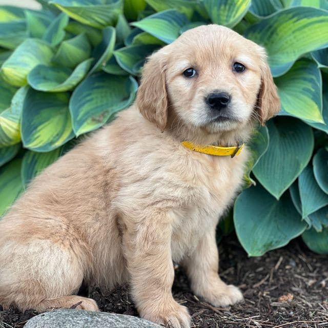 Ruru - Golden Retriever Female